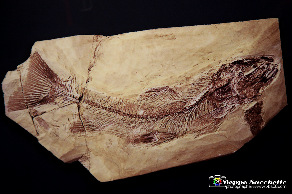 VBS_9076 - Museo Paleontologico - Asti.jpg